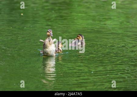 Die kleine Ente schwimmt auf dem Wasser und flattert mit den Flügeln. Stockfoto