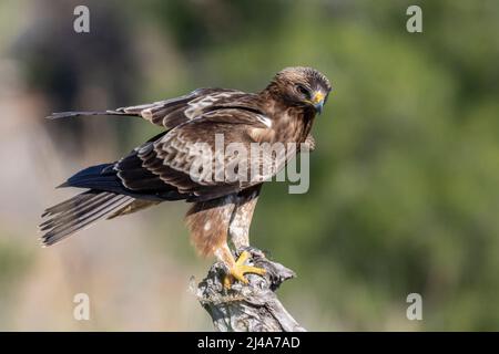 Zwergadler, Hieraaetus pennatus, dunkler Morph thront Stockfoto