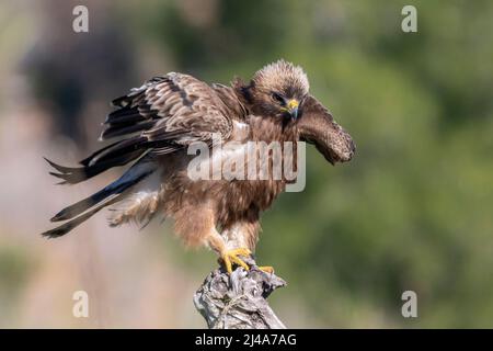 Zwergadler, Hieraaetus pennatus, dunkler Morph thront Stockfoto