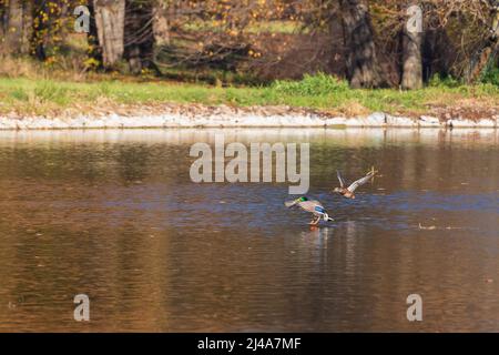 Männliche und weibliche Enten schwimmen im Wasser auf einem Teich in der untergehenden Sonne. Stockfoto