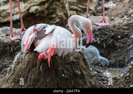 Pink Flamingo - Phoenicopterus roseus sitzt auf einem Nest aus Lehm und im Hintergrund ist ein junger Flamingo zu sehen. Stockfoto