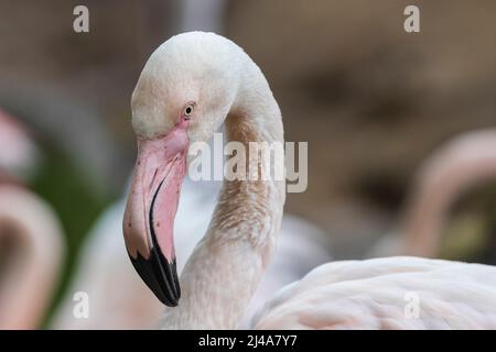 Flamingo-Kopfporträt. Im Hintergrund befindet sich eine Herde. Stockfoto