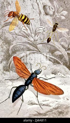 Jules Rothschild - Hymenopteres Pl. XII (1876-1878) Stockfoto