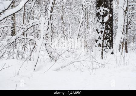 Winterlandschaft mit einem Park nach dem Schneesturm Stockfoto