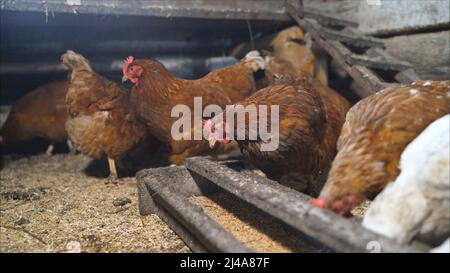 Auf einer modernen Geflügelfarm trinken die Broiler Wasser und nehmen Medikamente zum Trinken ein. Huhn nimmt Nahrung aus einem Futterhäuschen in einem Hühnerstall Stockfoto