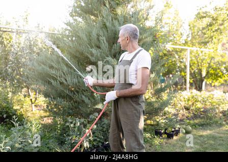 Unkenntlich männlicher älterer Gärtner, der die Pflanzen im Garten mit Gummischlauch wässert und sich um Büsche, Bäume kümmert Stockfoto