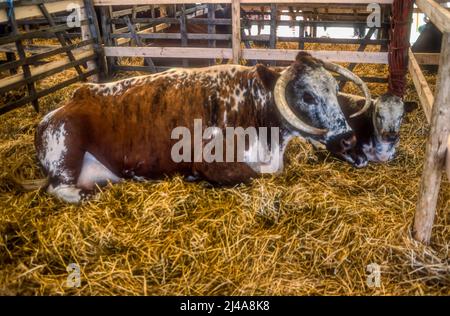 Englische Langhornkuh und Kalb in einer Feder auf einer landwirtschaftlichen Show. Stockfoto