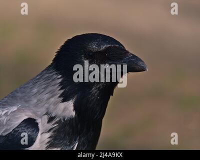 Schöne Nahaufnahme des Kopfes eines Aas-Krähenvogels (Corvus corone) in einem Park in der Stadt Wien, Österreich. Konzentrieren Sie sich auf Tierauge mit Bokeh. Stockfoto