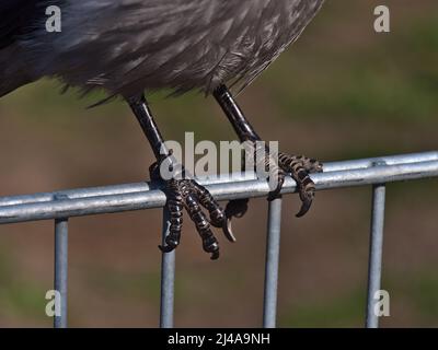 Nahaufnahme der scharfen Krallen eines Aas-Krähenvogels (Corvus corone), der auf einem Metallzaun in einem Park in der Innenstadt von Wien, Österreich, steht. Stockfoto