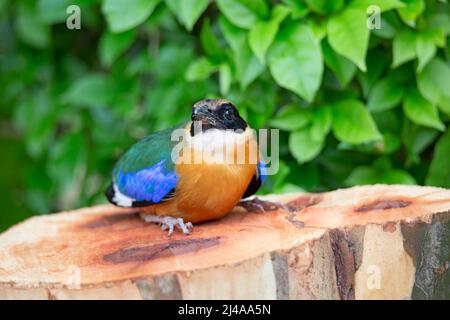 Eine schöne kleine Blue-winge Pitta, Pitta moluccensis auf grünem Hintergrund Stockfoto