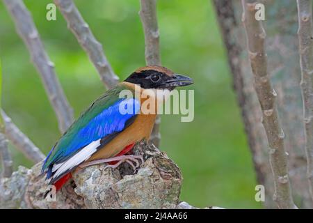 Eine schöne kleine Blue-winge Pitta, Pitta moluccensis auf grünem Hintergrund Stockfoto