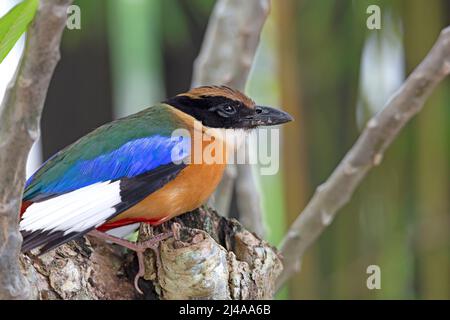 Eine schöne kleine Blue-winge Pitta, Pitta moluccensis auf grünem Hintergrund Stockfoto