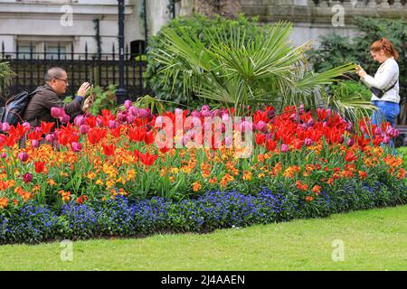 London, Großbritannien. April 2022. An einem warmen und teilweise sonnigen Tag in London bewundern und fotografieren die Menschen die wunderschönen Blumendekorationen mit Tulpen und anderen Frühlingsblumen in Whitehall Gardens, Westminster heute. Quelle: Imageplotter/Alamy Live News Stockfoto