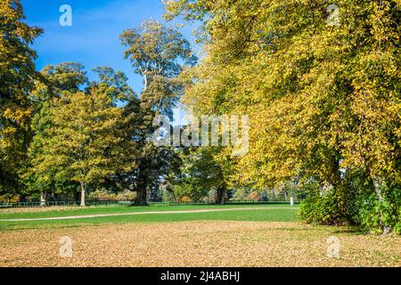 Wunderschöne Herbstfarben im Cirencester Park auf dem Bathhurst Estate in Gloucestershire. Stockfoto