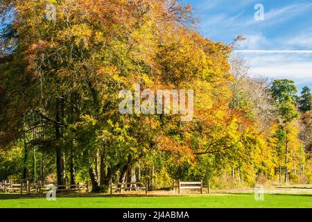 Wunderschöne Herbstfarben im Cirencester Park auf dem Bathhurst Estate in Gloucestershire. Stockfoto