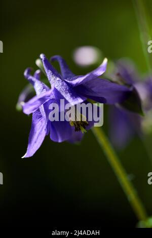 Zweifelhafter Rittersporn. Auch als Raketenlarkspur und Riesenlarkspur bezeichnet. Consolidata ajacis. Blumen blühen im Morgenlicht. Geringe Schärfentiefe Stockfoto