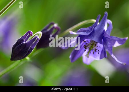 Zweifelhafter Rittersporn. Auch als Raketenlarkspur und Riesenlarkspur bezeichnet. Consolidata ajacis. Blumen blühen im Morgenlicht. Geringe Schärfentiefe Stockfoto