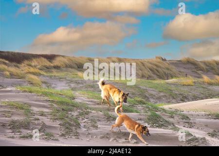 Sonnenaufgang Küstenlandschaft mit Dünen mit Marrammgras und zwei Schäferhunden ein Deutscher Schäferhund und Malinois laufen im warmen Licht von oben nach unten Stockfoto