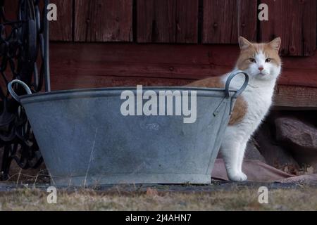 Neugierige Katze versteckt sich hinter der Wanne Stockfoto