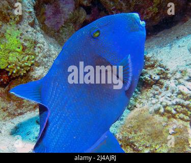 Ein Blauer Triggerfisch (Pseudobalistes fuscus) im Roten Meer, Ägypten Stockfoto