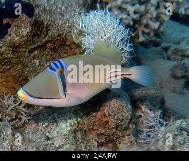 Ein Picasso-Triggerfisch (Rhinecanthus aculeatus) im Roten Meer, Ägypten Stockfoto