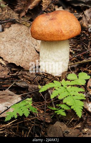 Wildtiere in Europa - essbare und ungenießbare Pilze, die im Wald wachsen. Stockfoto