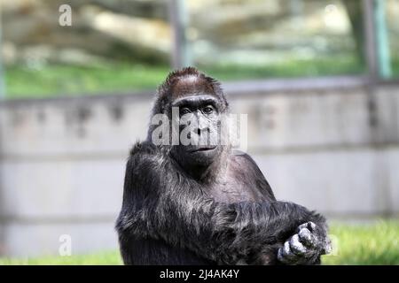 Berlin, Deutschland. 13. April 2022. Am 13. April 2022 isst der älteste Gorilla der Welt im Freigehege im Berliner Zoologischen Garten in Berlin einen bunten Geburtstagskuchen. Fatou, der Gorilla, wurde 65 Jahre alt und genoss ein Picknick mit Obst, Gemüse, Eiern und Reiskuchen, die vom Personal zubereitet wurden. (Foto: Simone Kuhlmey/Pacific Press/Sipa USA) Quelle: SIPA USA/Alamy Live News Stockfoto