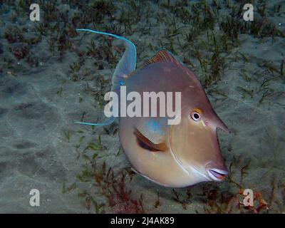 Ein Blaukiefer-Einhornfisch (Naso unicornis) im Roten Meer, Ägypten Stockfoto