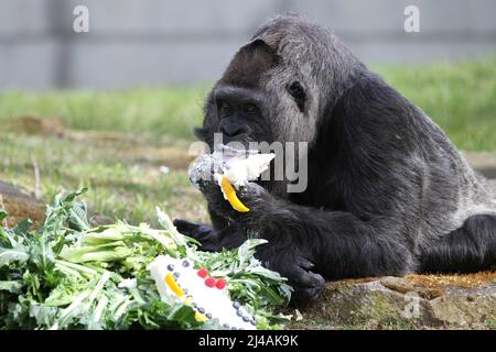 Berlin, Deutschland. 13. April 2022. Am 13. April 2022 isst der älteste Gorilla der Welt im Freigehege im Berliner Zoologischen Garten in Berlin einen bunten Geburtstagskuchen. Fatou, der Gorilla, wurde 65 Jahre alt und genoss ein Picknick mit Obst, Gemüse, Eiern und Reiskuchen, die vom Personal zubereitet wurden. (Foto: Simone Kuhlmey/Pacific Press/Sipa USA) Quelle: SIPA USA/Alamy Live News Stockfoto