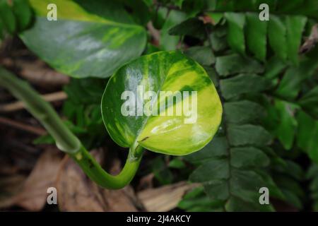Nahaufnahme eines jungen Blattes auf einem nachhängenden Stamm der Teufelsrebe (Epipremnum aureum) Stockfoto