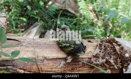 Ein verwaister und kranker Babyvögel, der auf einem gefallenen Bananenstamm sitzt Stockfoto