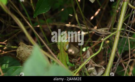 Ansicht eines grünen Wald-Echsenkopfes (Kalotten-Kalotten) Stockfoto