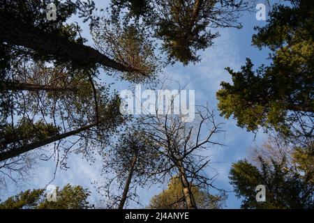 Ein Blick in den teilweise bewölkten Himmel aus einem Taiga-Nadelwald. Stockfoto