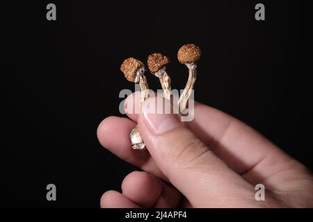 Psilocybin-Pilze in der Hand des Mannes isoliert auf schwarzem Hintergrund. Psychedelische Zauberreise. Getrocknete essbare Pilze Golden Teacher. Medizinische Verwendung. Microdo Stockfoto