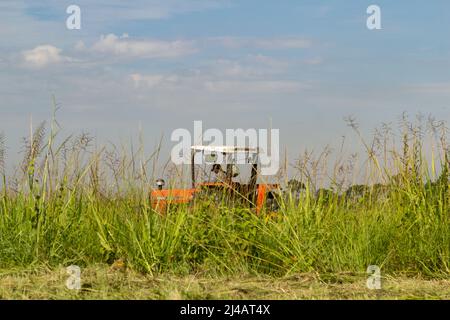 Goiânia, Goias, Brasilien – 12. April 2022: Ein Traktor, der mitten in viel Gras arbeitet, mit dem Himmel im Hintergrund. Stockfoto