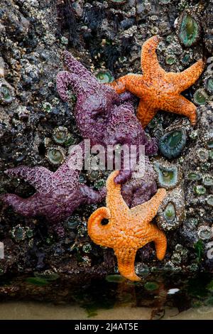 Meer Sterne oder auf einem Felsen durch die Ebbe in Oregon, USA ausgesetzt starfish Stockfoto