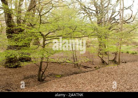 High Beach, Epping Forest Essex, England Großbritannien Europa Stockfoto