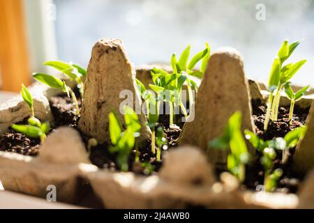 Sämling im Eierkarton. Wachsende Triebe im Frühling am Fenster. Selbstständiges und nachhaltiges Wohnen und Gärtnern. Bauen Sie Ihr eigenes Gemüse zu Hause an. Stockfoto