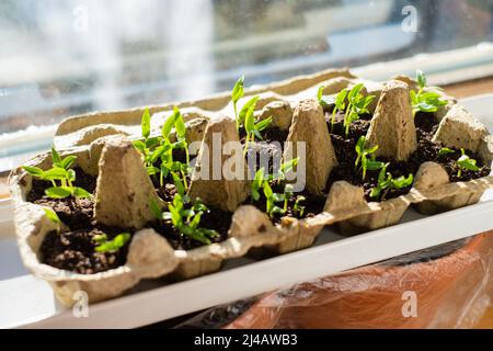 Sämling im Eierkarton. Wachsende Triebe im Frühling am Fenster. Selbstständiges und nachhaltiges Wohnen und Gärtnern. Bauen Sie Ihr eigenes Gemüse zu Hause an. Stockfoto