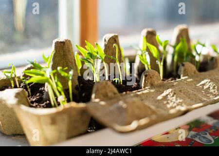 Sämling im Eierkarton. Wachsende Triebe im Frühling am Fenster. Selbstständiges und nachhaltiges Wohnen und Gärtnern. Bauen Sie Ihr eigenes Gemüse zu Hause an. Stockfoto