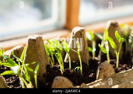 Sämling im Eierkarton. Wachsende Triebe im Frühling am Fenster. Selbstständiges und nachhaltiges Wohnen und Gärtnern. Bauen Sie Ihr eigenes Gemüse zu Hause an. Stockfoto