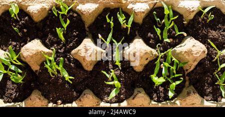 Sämling im Eierkarton. Wachsende Triebe im Frühling am Fenster. Selbstständiges und nachhaltiges Wohnen und Gärtnern. Bauen Sie Ihr eigenes Gemüse zu Hause an. Stockfoto