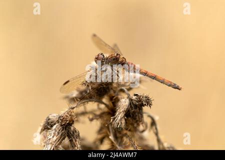 Gemeiner Dartmännchen, aus nächster Nähe, auf einer getrockneten Pflanze im Herbst in schottland Stockfoto