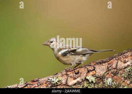 Buchfink Weibchen thront im Sommer auf einem Baumstamm Stockfoto