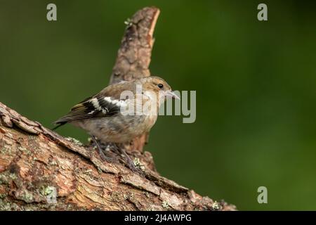 Buchfink Weibchen thront im Sommer auf einem Baumstamm Stockfoto