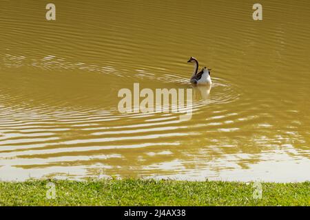 Goiânia, Goias, Brasilien – 12. April 2022: Anser cygnoides. Eine Gans, die im Wasser eines Sees schwimmend ist. Stockfoto