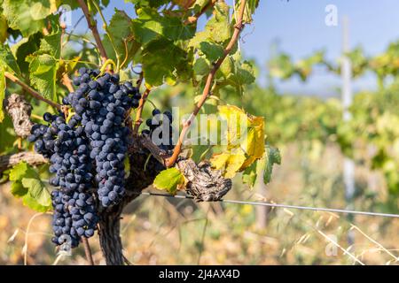 Typischer Weinberg mit blauen Trauben in der Nähe von Chateauneuf-du-Pape, Cotes du Rhone, Frankreich Stockfoto