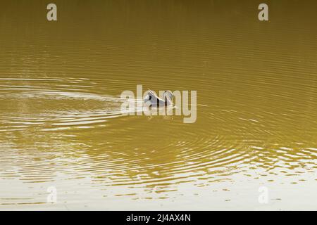 Goiânia, Goias, Brasilien – 12. April 2022: Anser cygnoides. Eine Gans, die im Wasser eines Sees schwimmend ist. Stockfoto