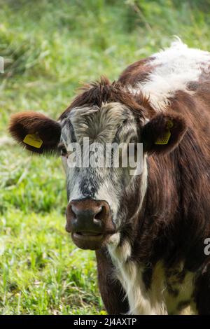 Ein englisches Longhorn, hält vom Grasen im Park inne, um ihre Umgebung zu überprüfen, während er im lokalen Park isst. Stockfoto