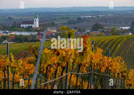 Weinberg bei Unterretzbach im Weinviertel, Oberösterreich Stockfoto